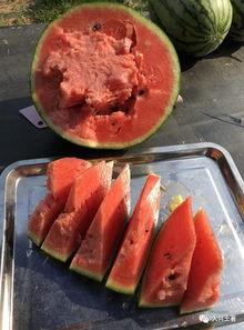 微山吃瓜网红,揭秘网络红人的幕后生活 第2张 微山吃瓜网红,揭秘网络红人的幕后生活 第2张