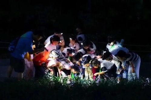 夜森林在线观看  第2张